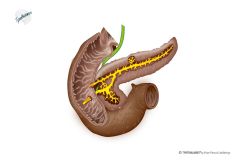 Anatomie Pankreas